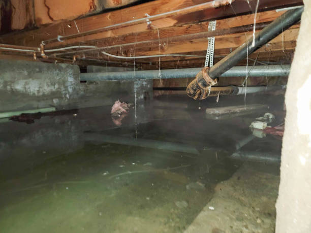 Best Mold removal after water damage  in Fkville, AL