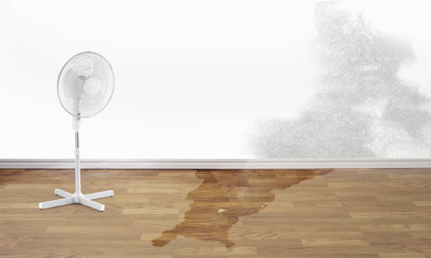 Best Professional water damage repair  in Fkville, AL